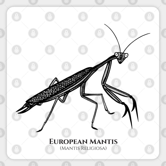 Praying Mantis with Common and Latin Names - on white Magnet by Green Paladin